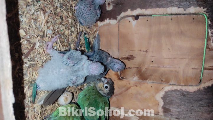 ব্লু কনুর টেম সাইজ বেবি ৫টি।